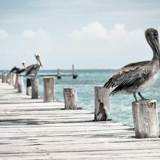 Lumina Acoustic & Lighting logo